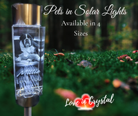 Pets in A Solar light